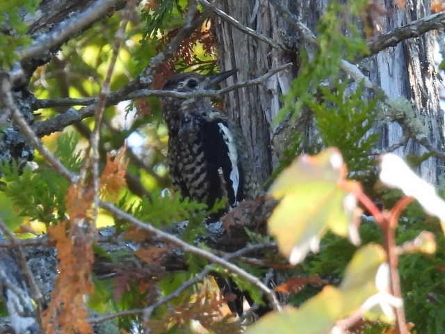 Yellow-bellied Sapsucker - ML641999520