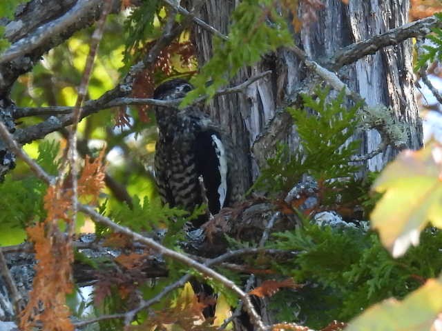 Yellow-bellied Sapsucker - ML641999522