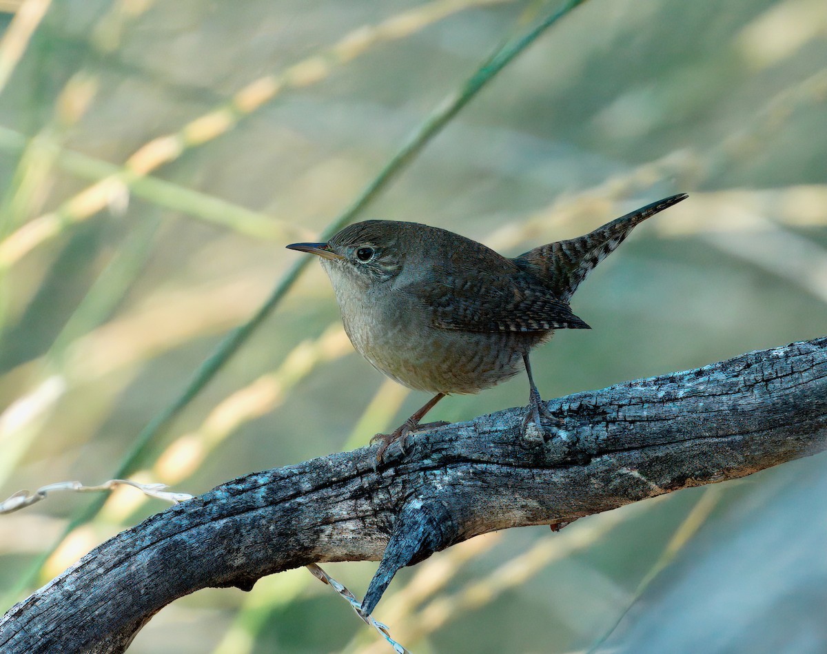 Northern House Wren - ML641999523