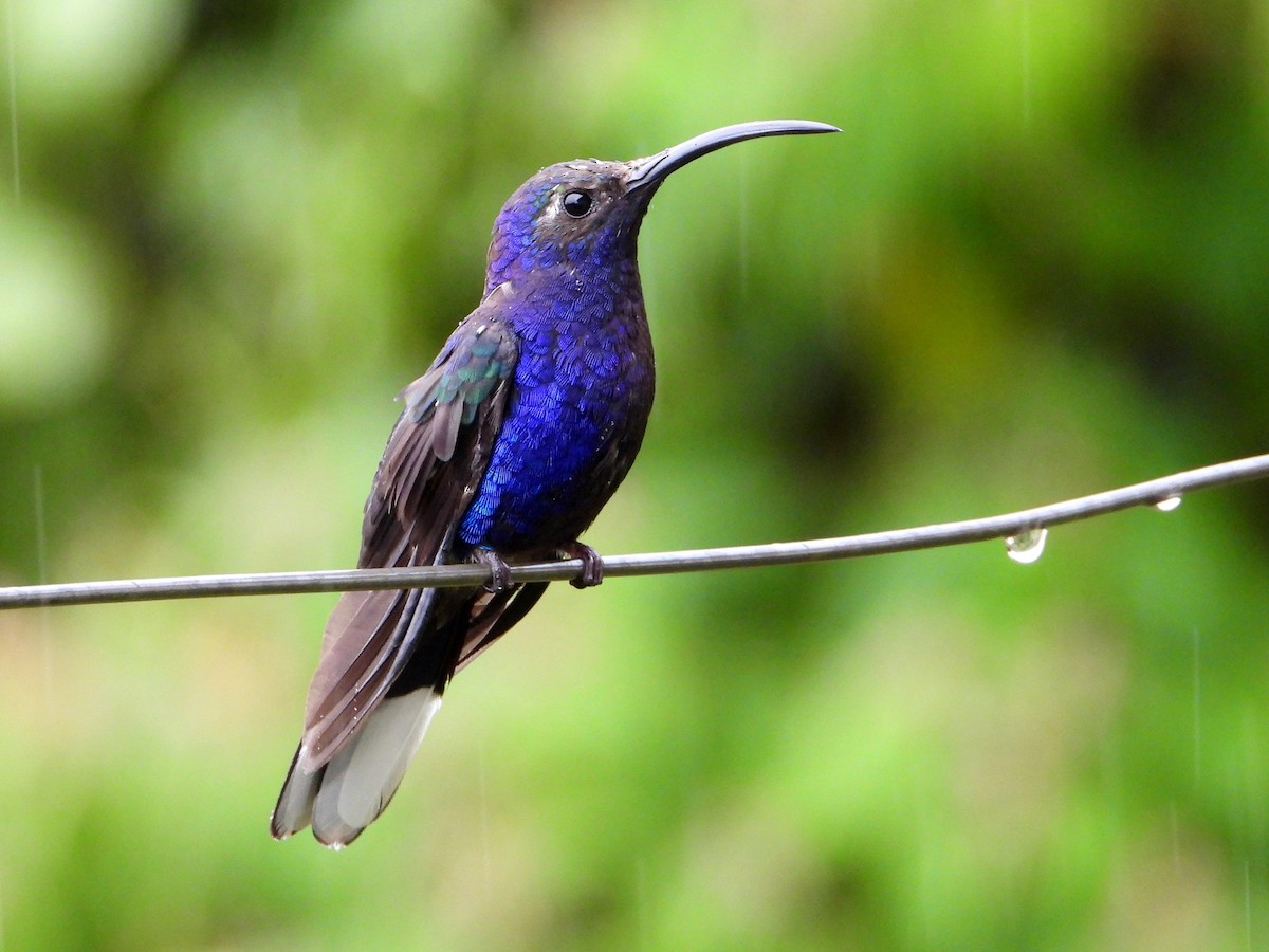 Violet Sabrewing - ML641999524
