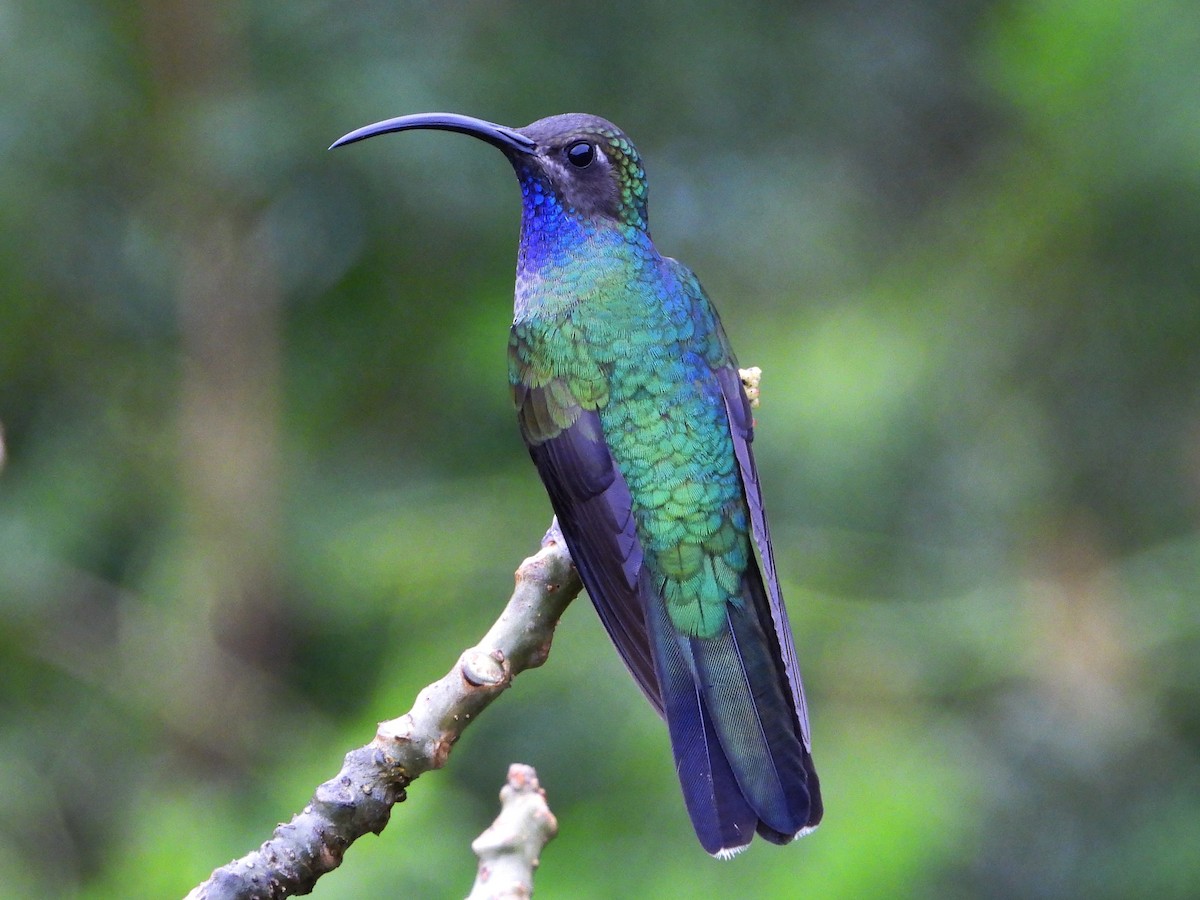Violet Sabrewing - ML641999525