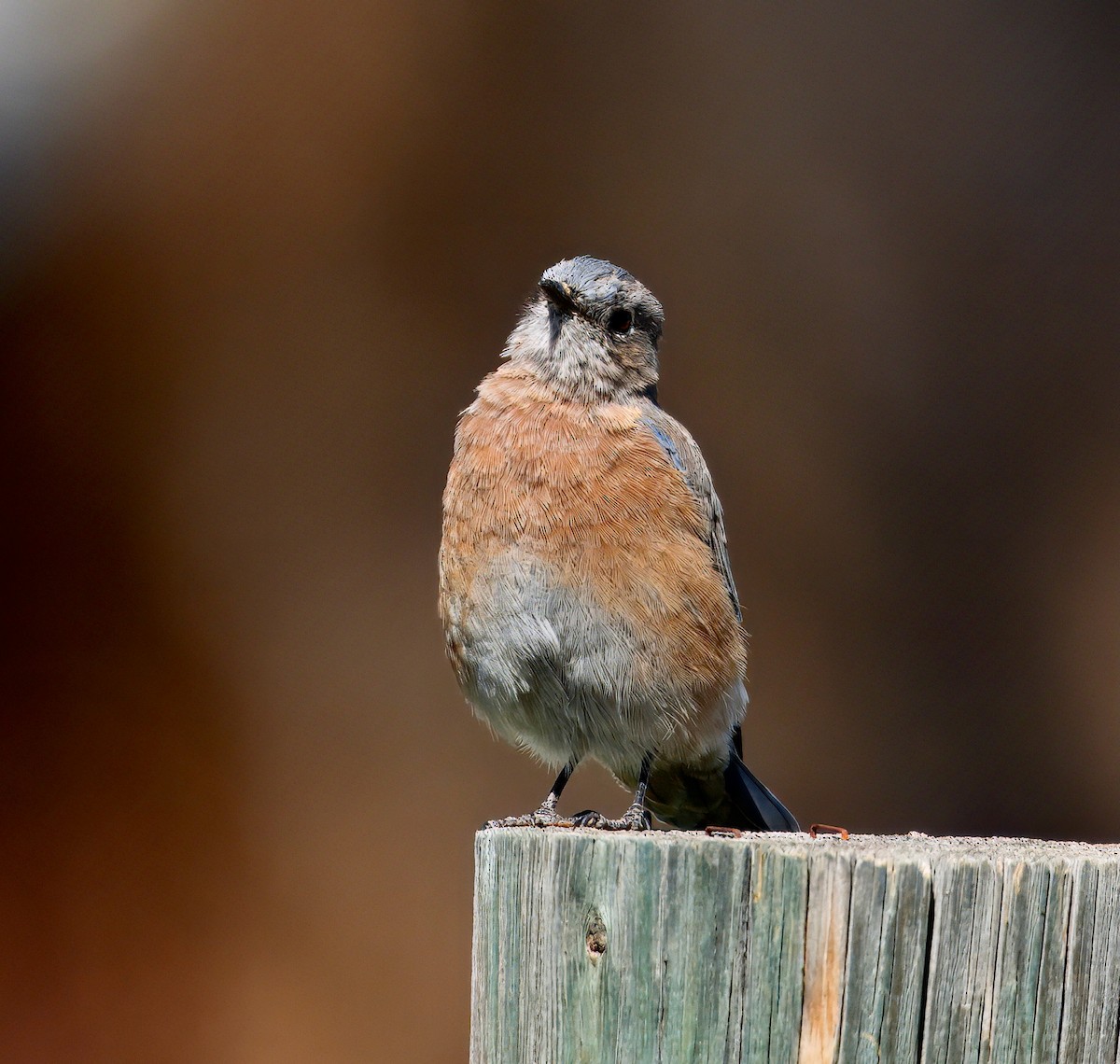 Western Bluebird - ML641999533