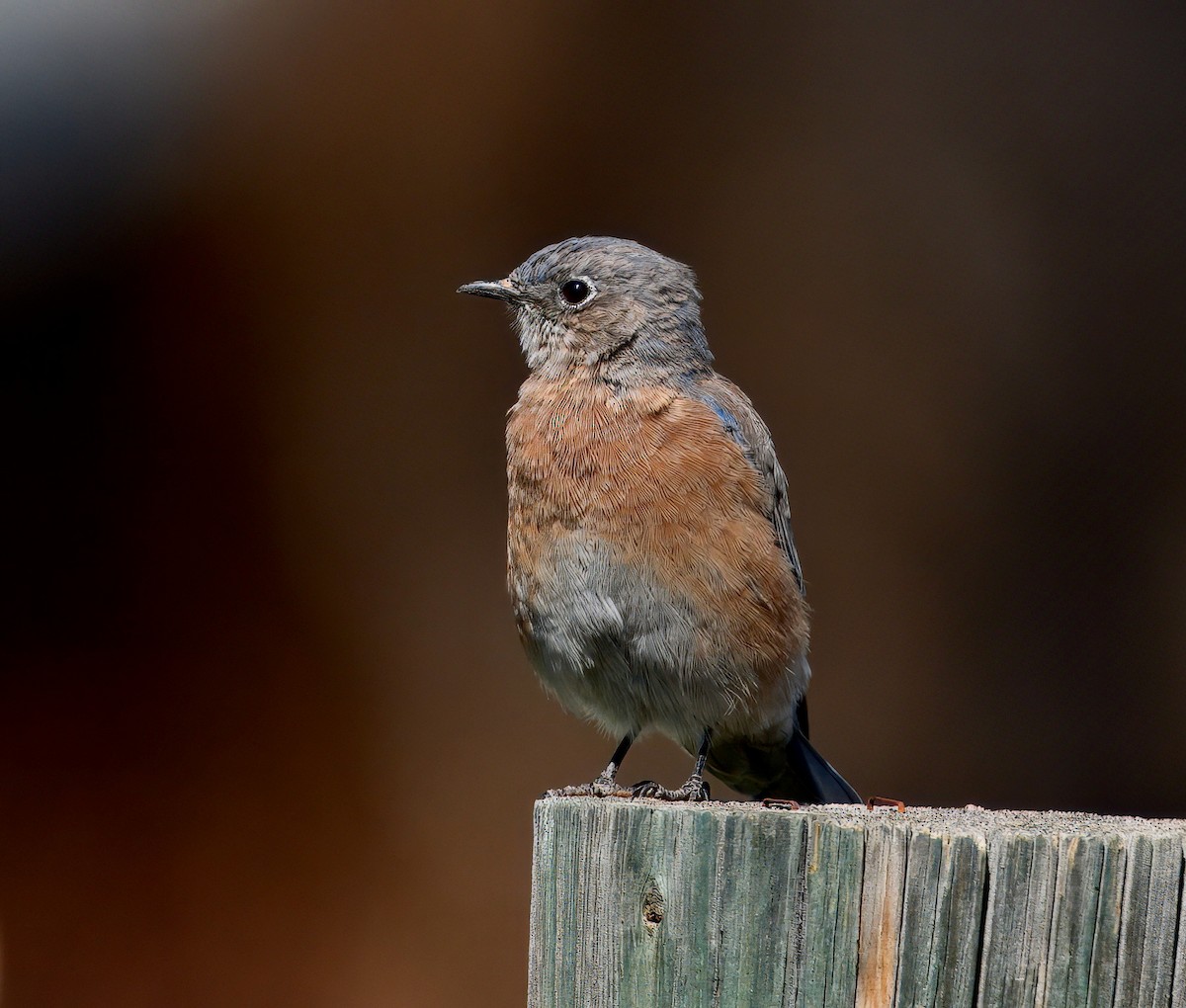 Western Bluebird - ML641999534