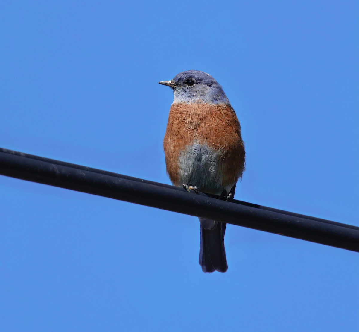 Western Bluebird - ML641999535