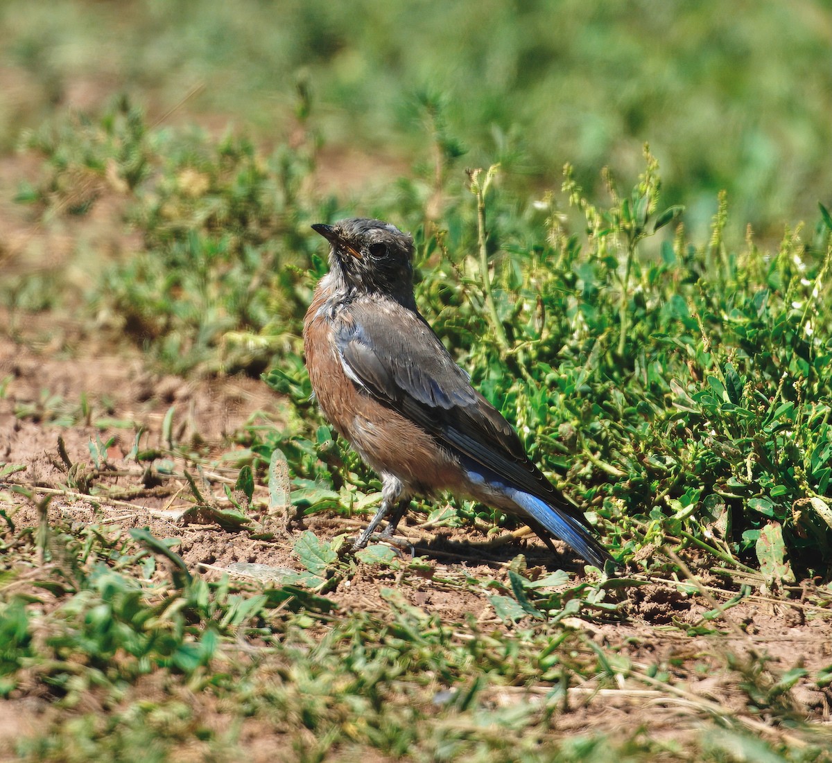 Western Bluebird - ML641999536