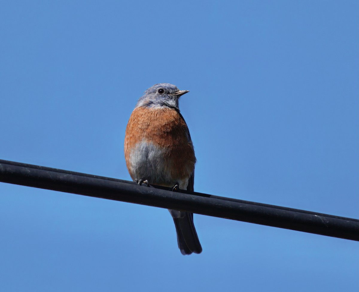 Western Bluebird - ML641999537