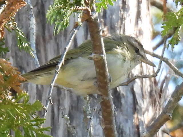 Red-eyed Vireo - ML641999540