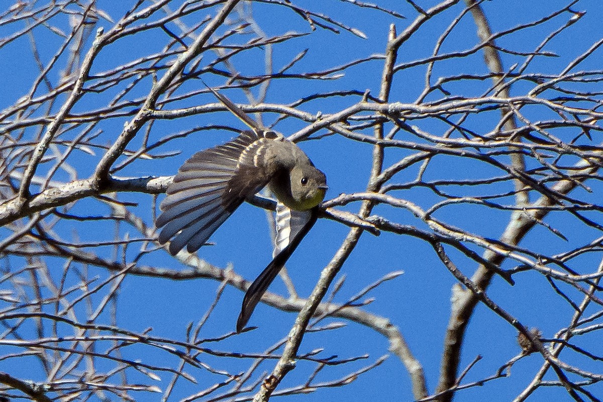 Eastern Wood-Pewee - ML641999542