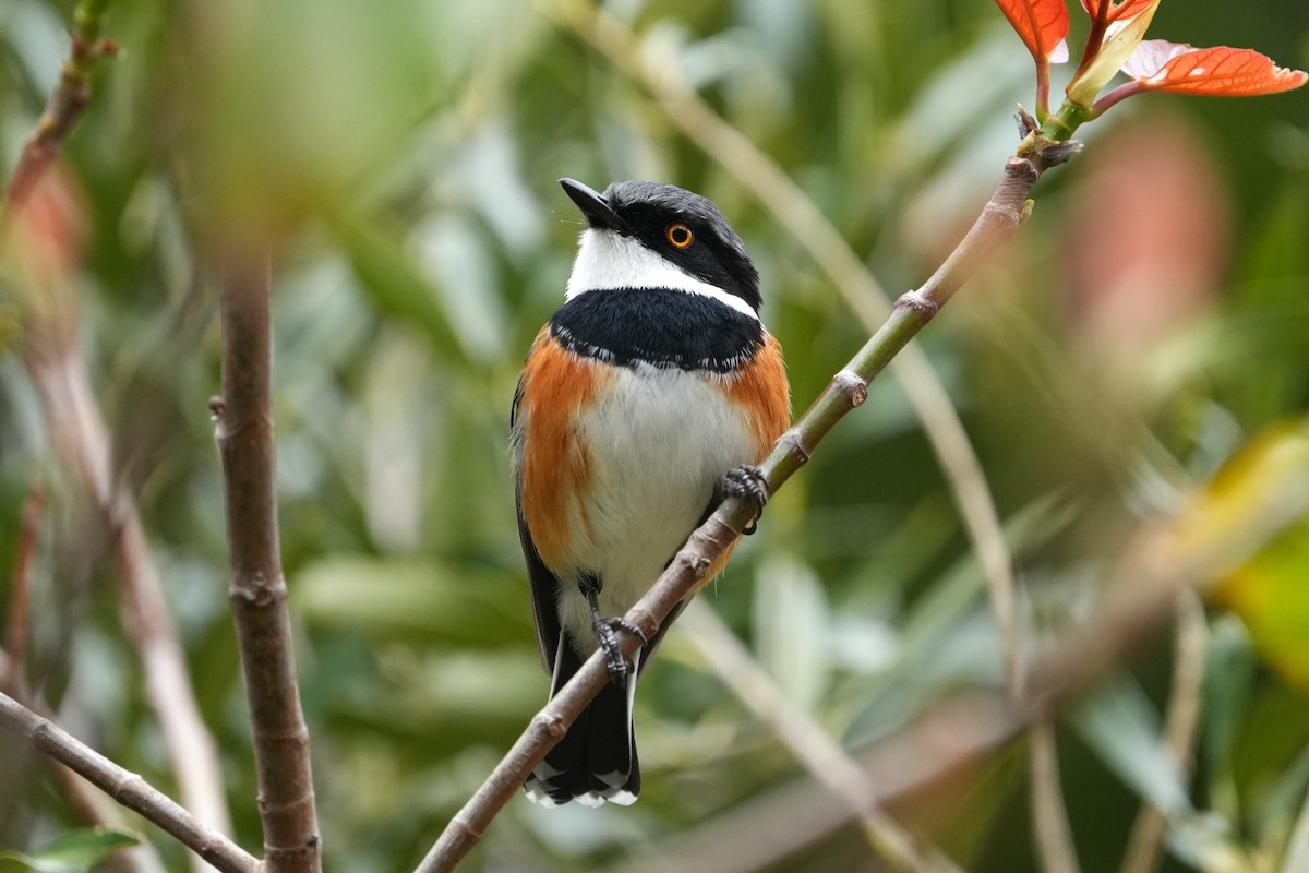 Cape Batis (Cape) - ML641999561