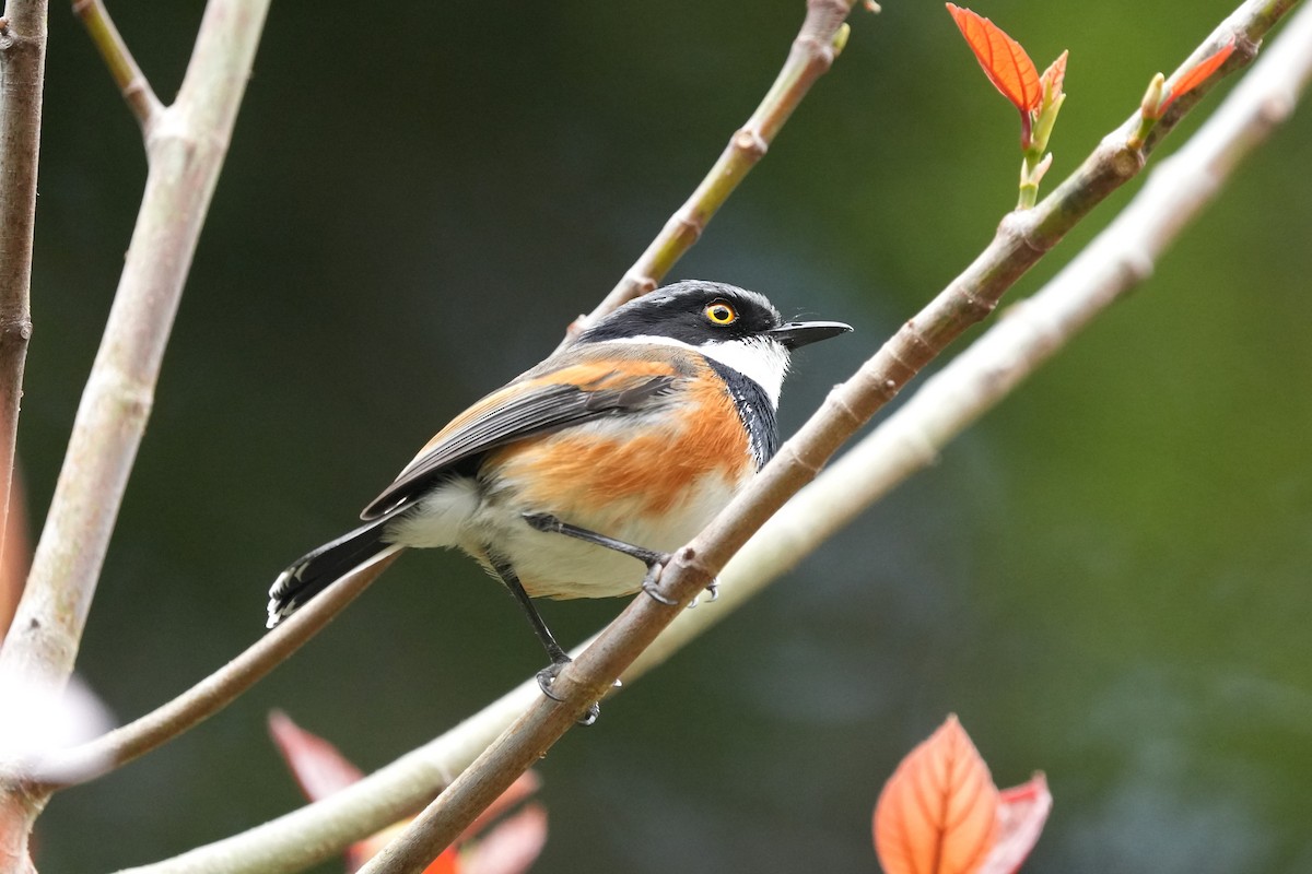 Cape Batis (Cape) - ML641999562