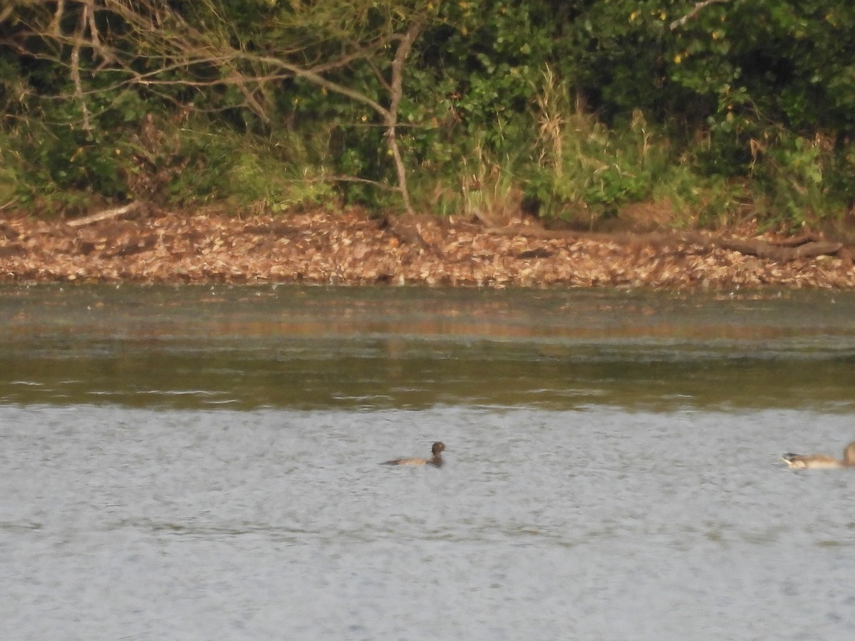 Lesser Scaup - ML641999563