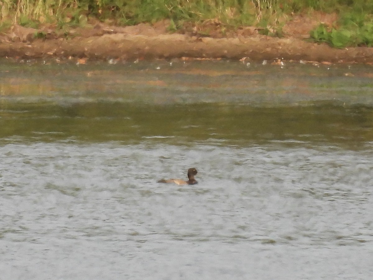 Lesser Scaup - ML641999564