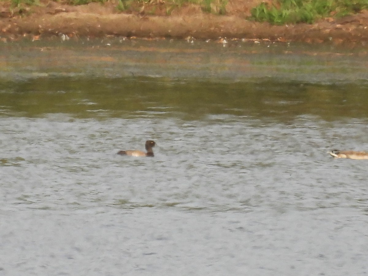 Lesser Scaup - ML641999565