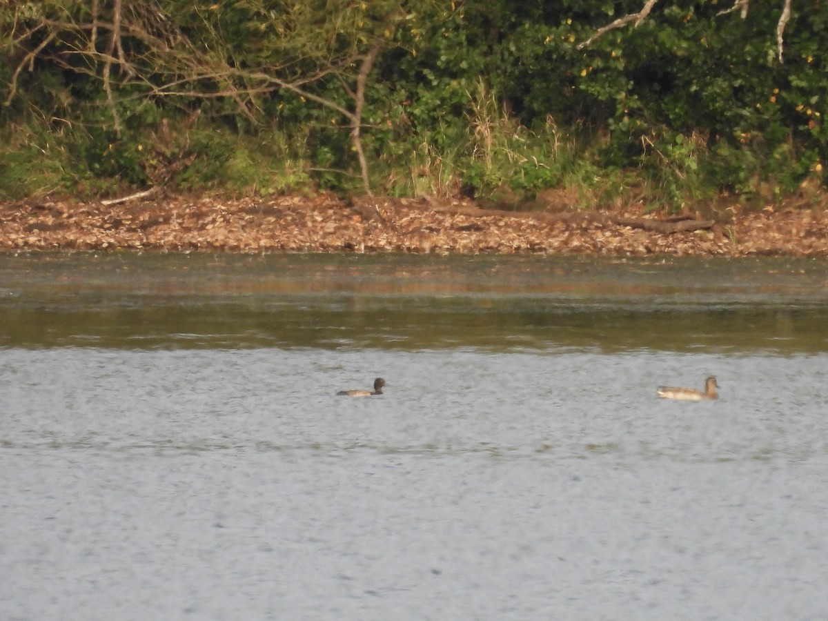 Lesser Scaup - ML641999566