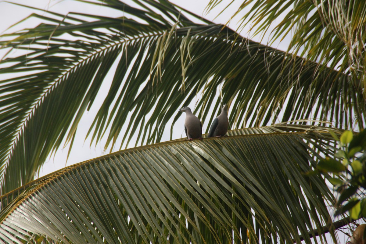 Pacific Imperial-Pigeon - ML641999575