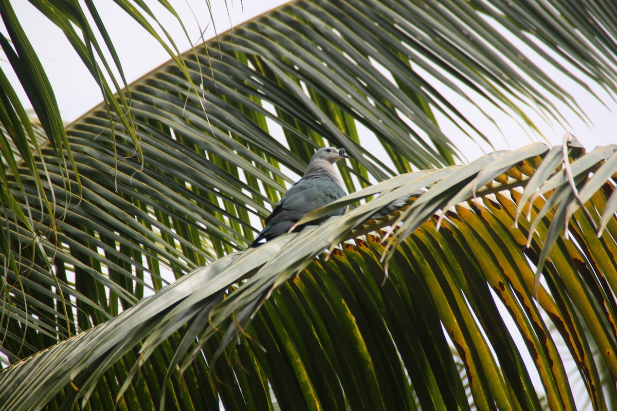 Pacific Imperial-Pigeon - ML641999583