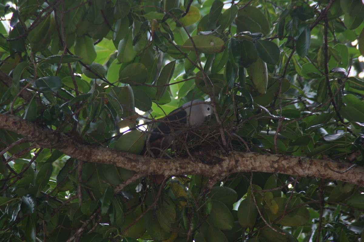 Pacific Imperial-Pigeon - ML641999590