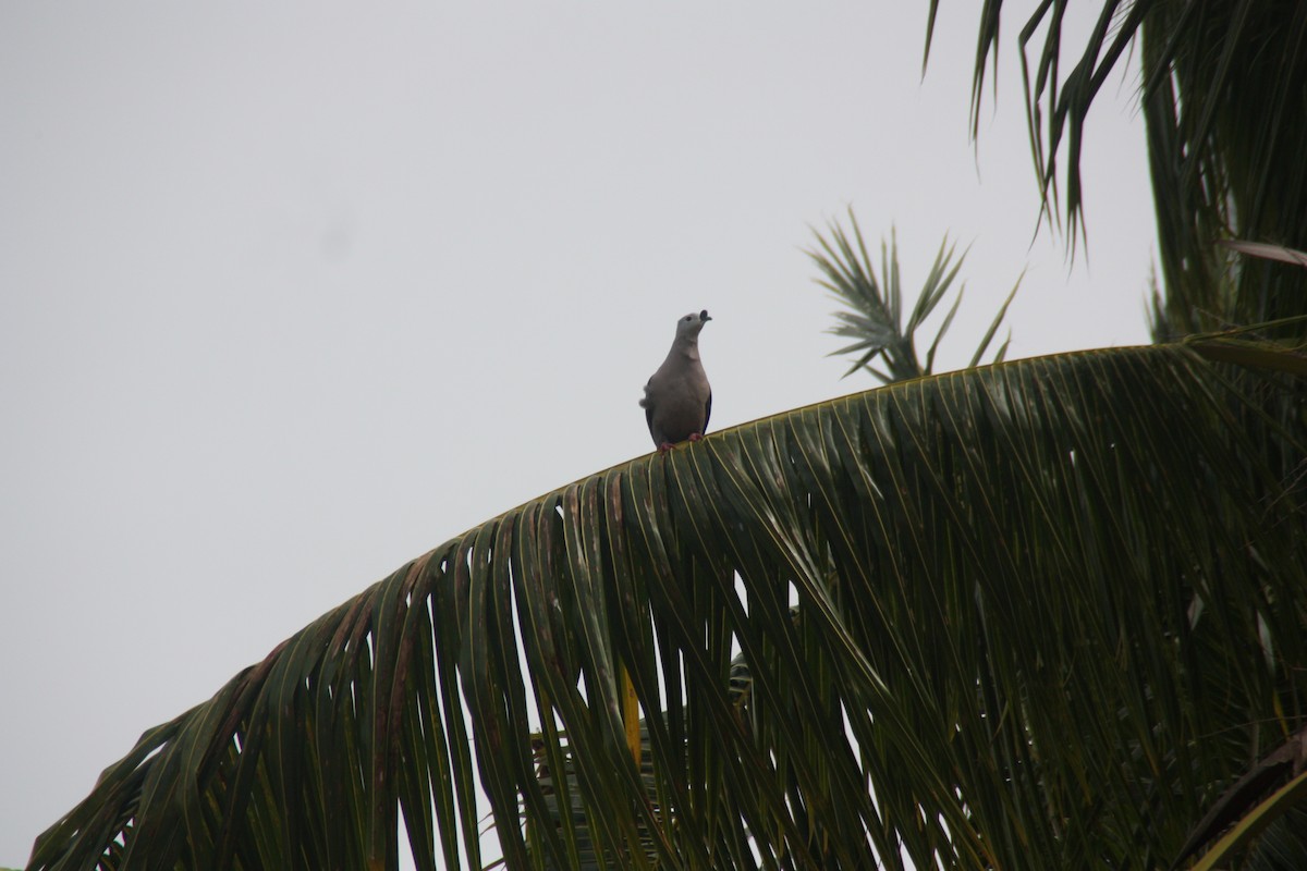 Pacific Imperial-Pigeon - ML641999591