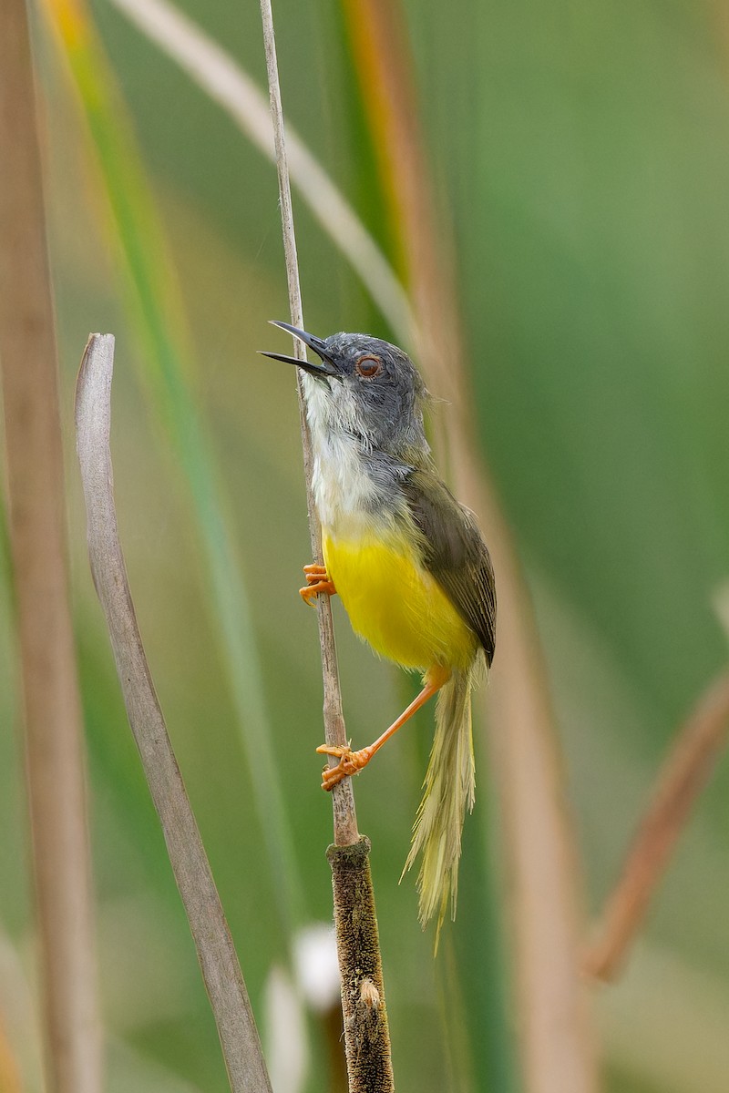 Yellow-bellied Prinia - ML641999596