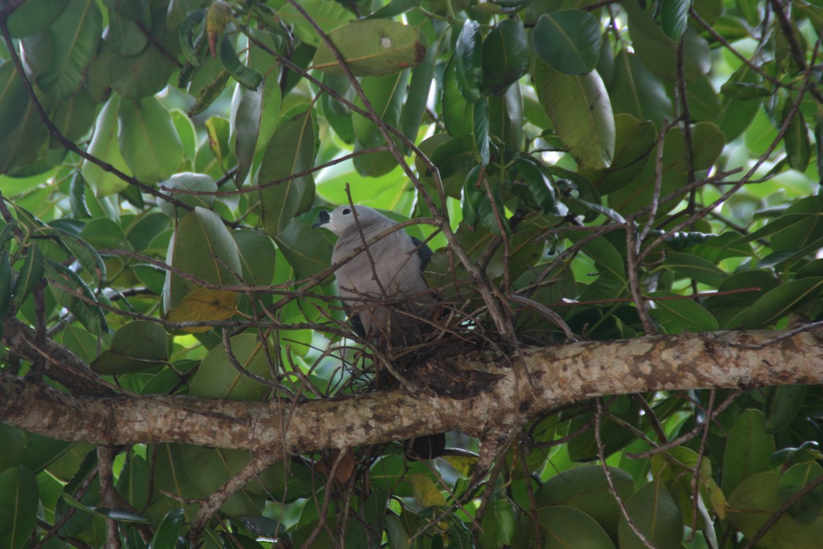 Pacific Imperial-Pigeon - ML641999597