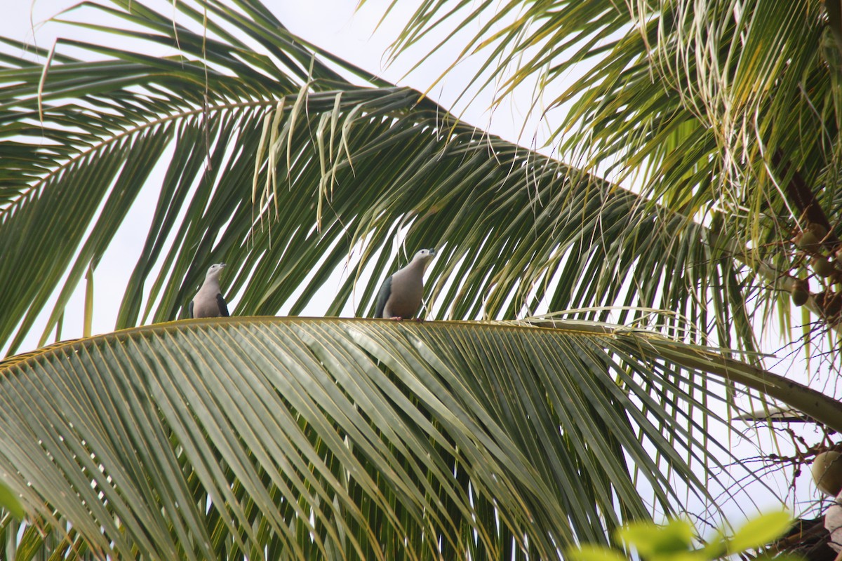 Pacific Imperial-Pigeon - ML641999599