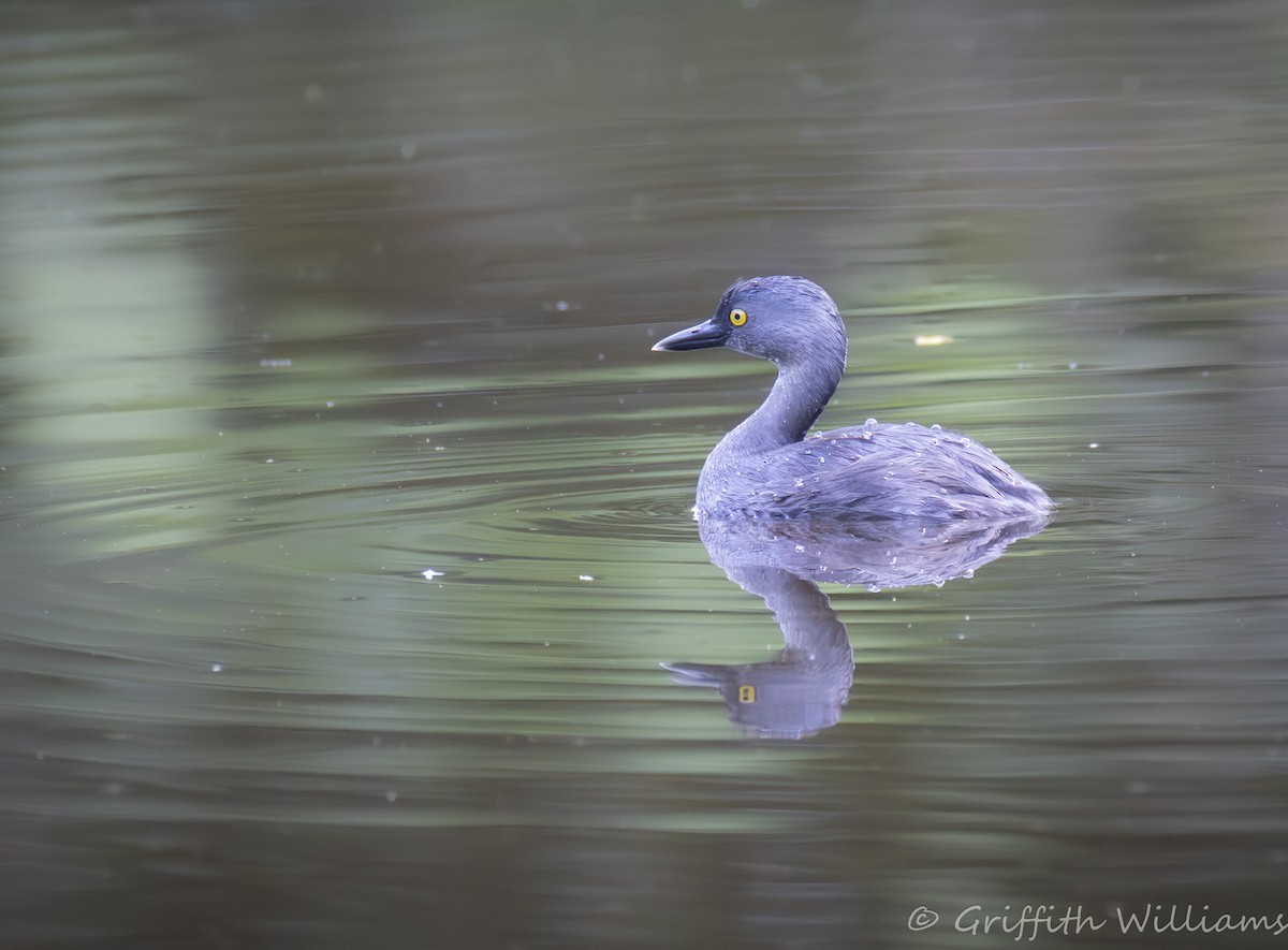 Least Grebe - ML641999602