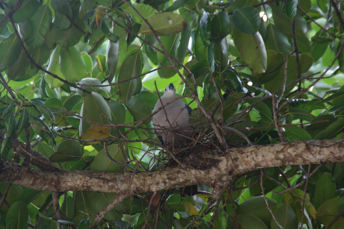 Pacific Imperial-Pigeon - ML641999607