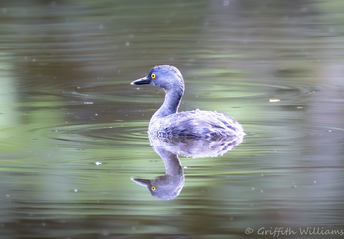 Least Grebe - ML641999608