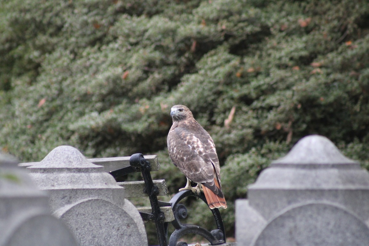 Red-tailed Hawk (borealis) - ML641999609