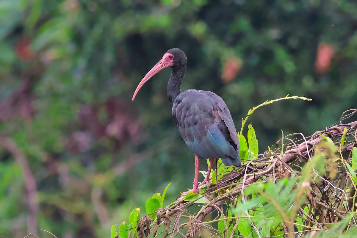 ibis tmavý - ML641999610