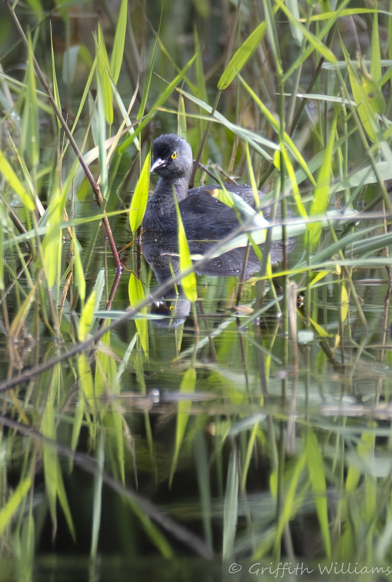 Least Grebe - ML641999612