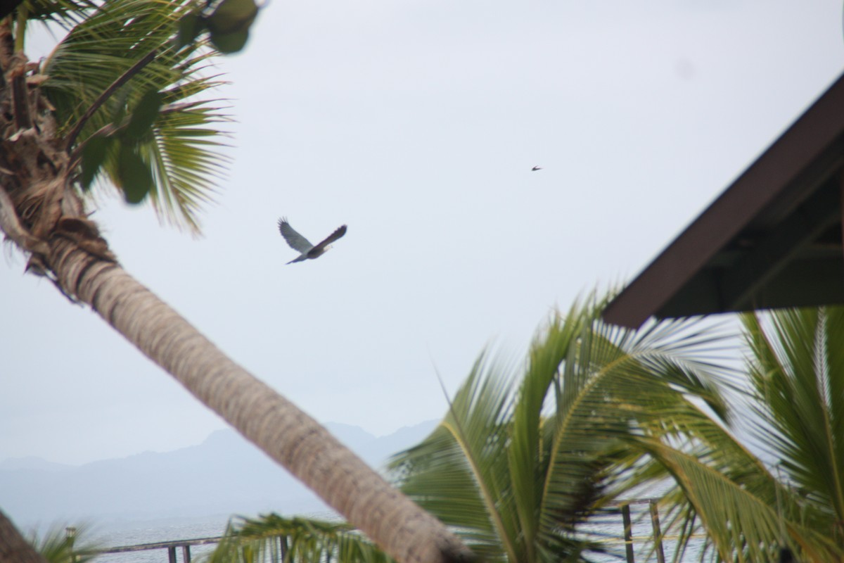 Pacific Imperial-Pigeon - ML641999613