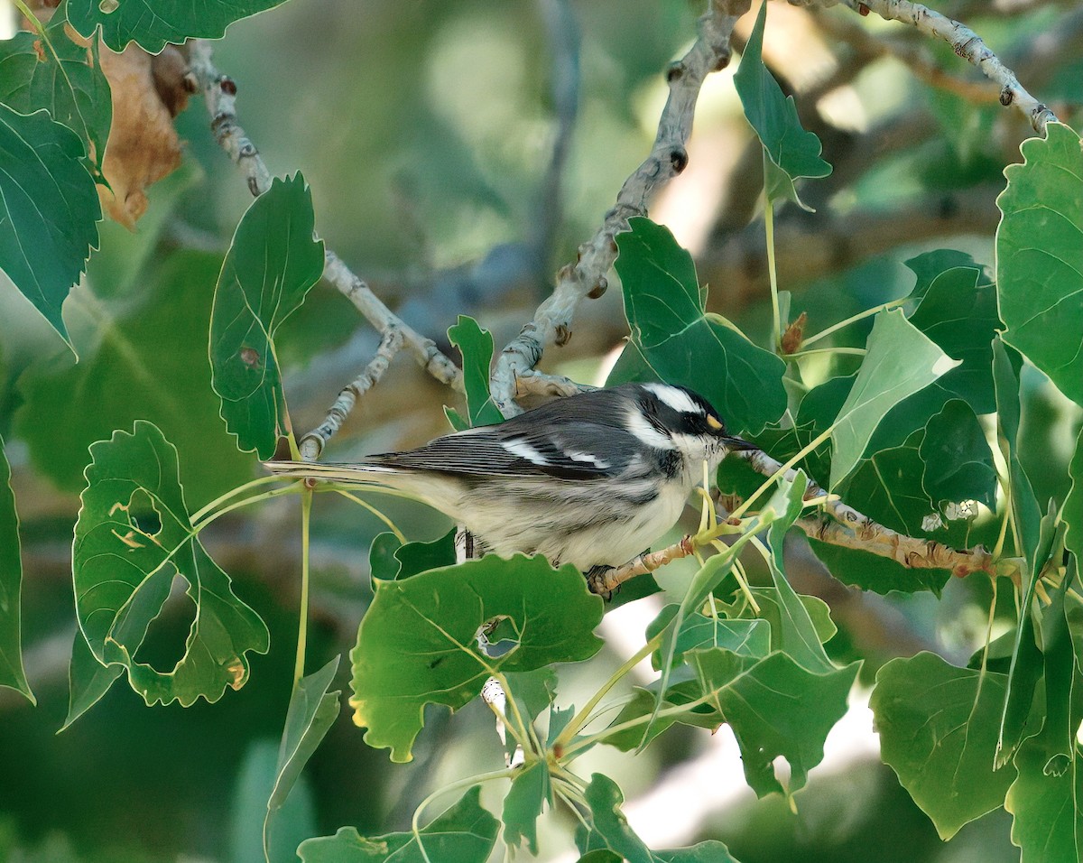 Black-throated Gray Warbler - ML641999621