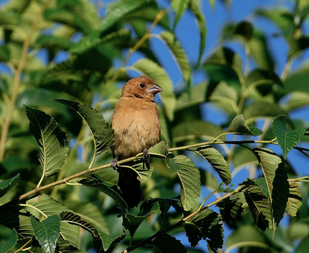 Blue Grosbeak - ML641999627