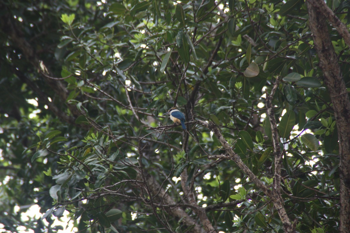 Pacific Kingfisher - ML641999646