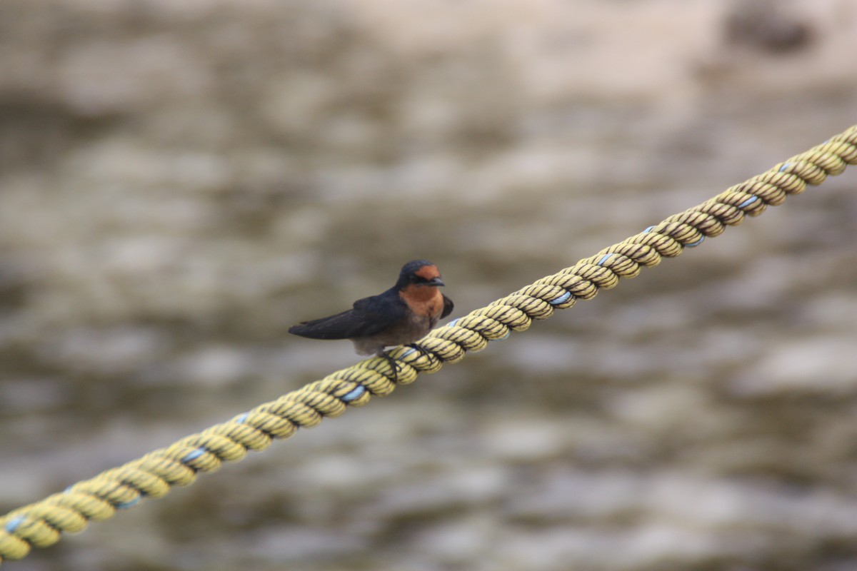 Pacific Swallow - ML641999656