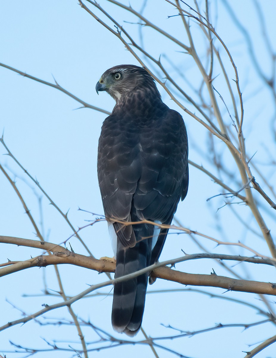 Cooper's Hawk - ML641999658