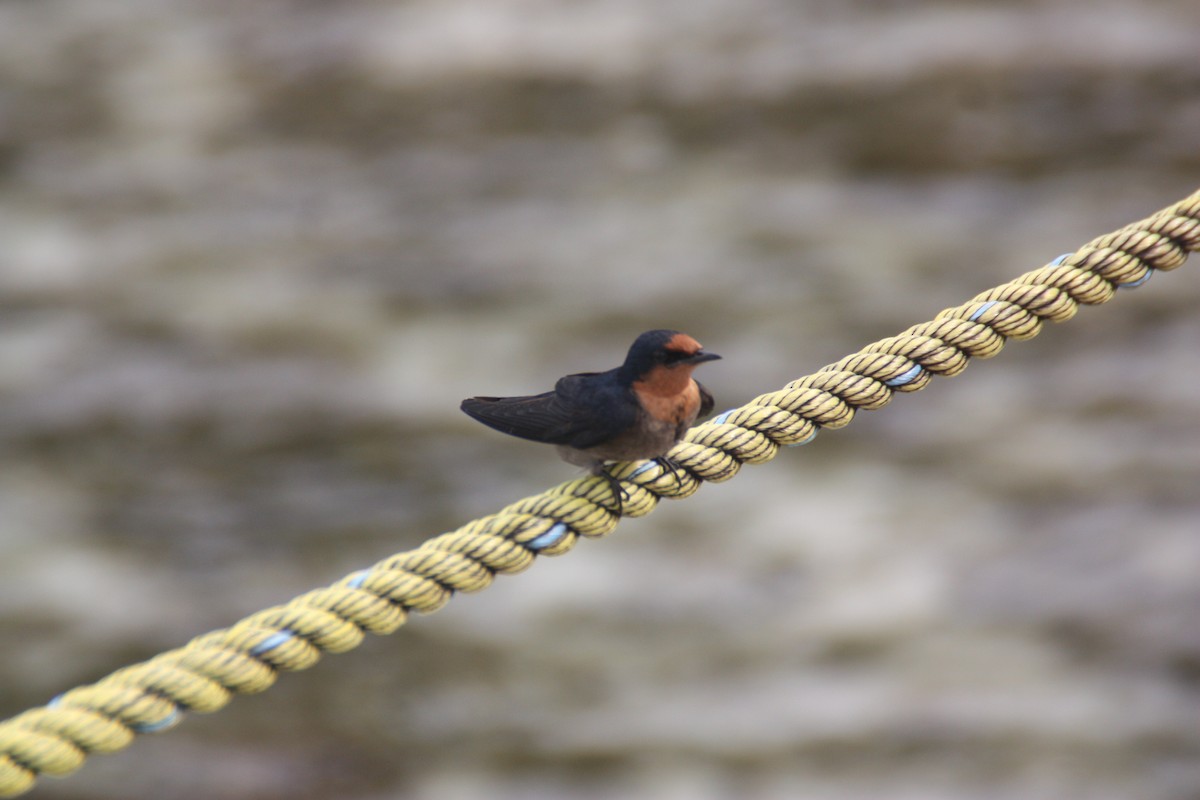 Pacific Swallow - ML641999668
