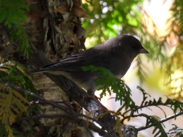 Dark-eyed Junco - ML641999687