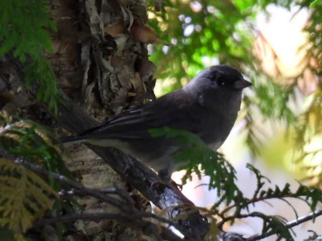 Dark-eyed Junco - ML641999688
