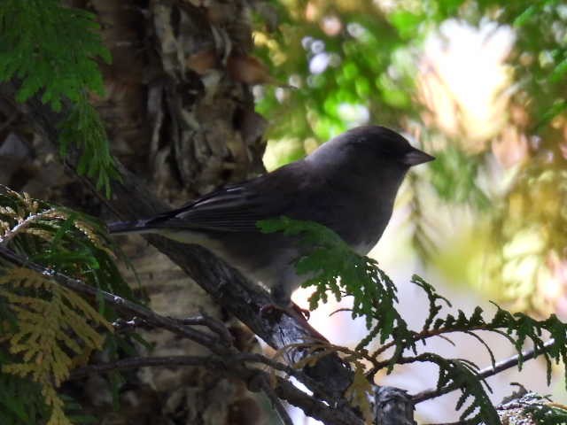 Dark-eyed Junco - ML641999689