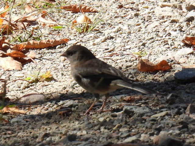 Dark-eyed Junco - ML641999690