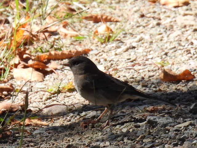 Dark-eyed Junco - ML641999691