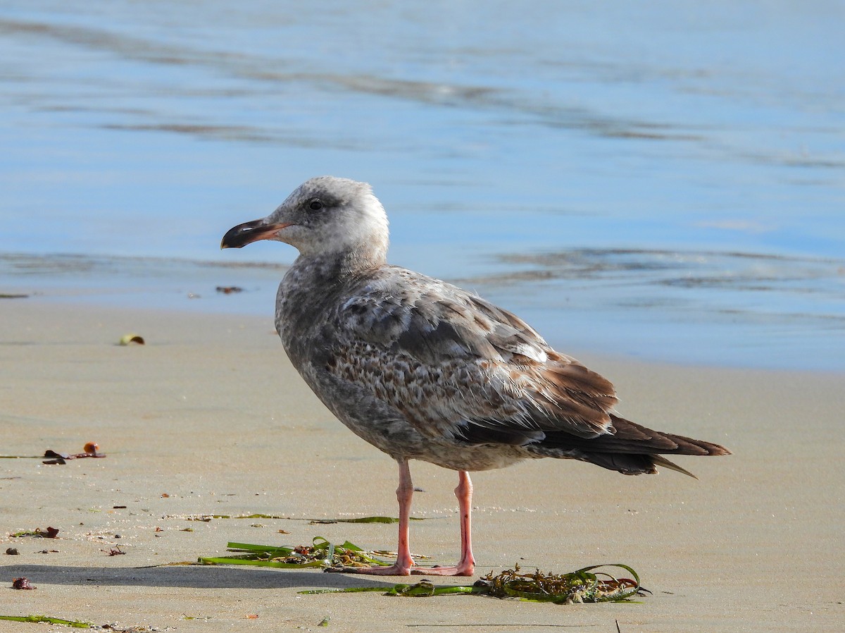 Western Gull - ML641999693