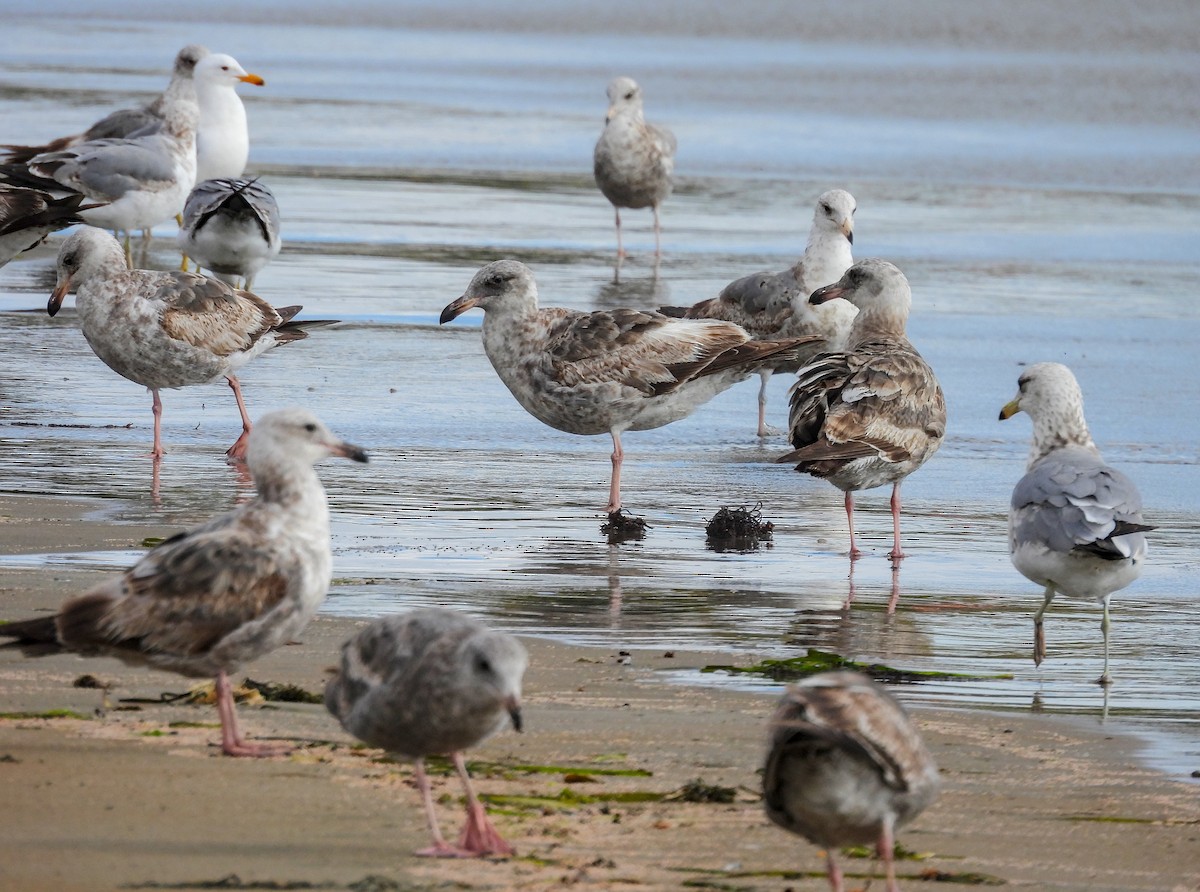 Western Gull - ML641999702