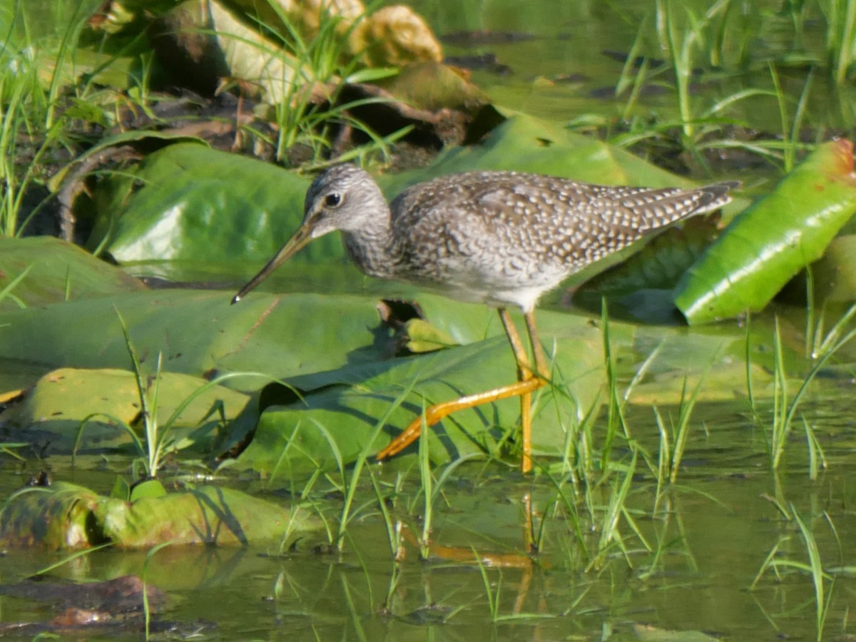 Greater Yellowlegs - ML641999705