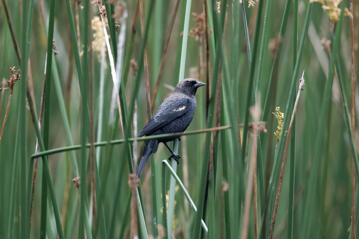 Tricolored Blackbird - ML641999707