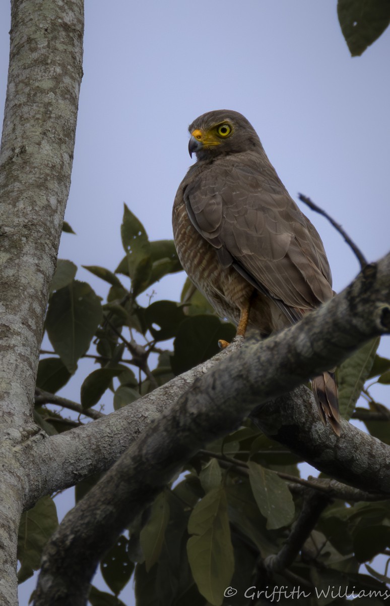 Roadside Hawk - ML641999708