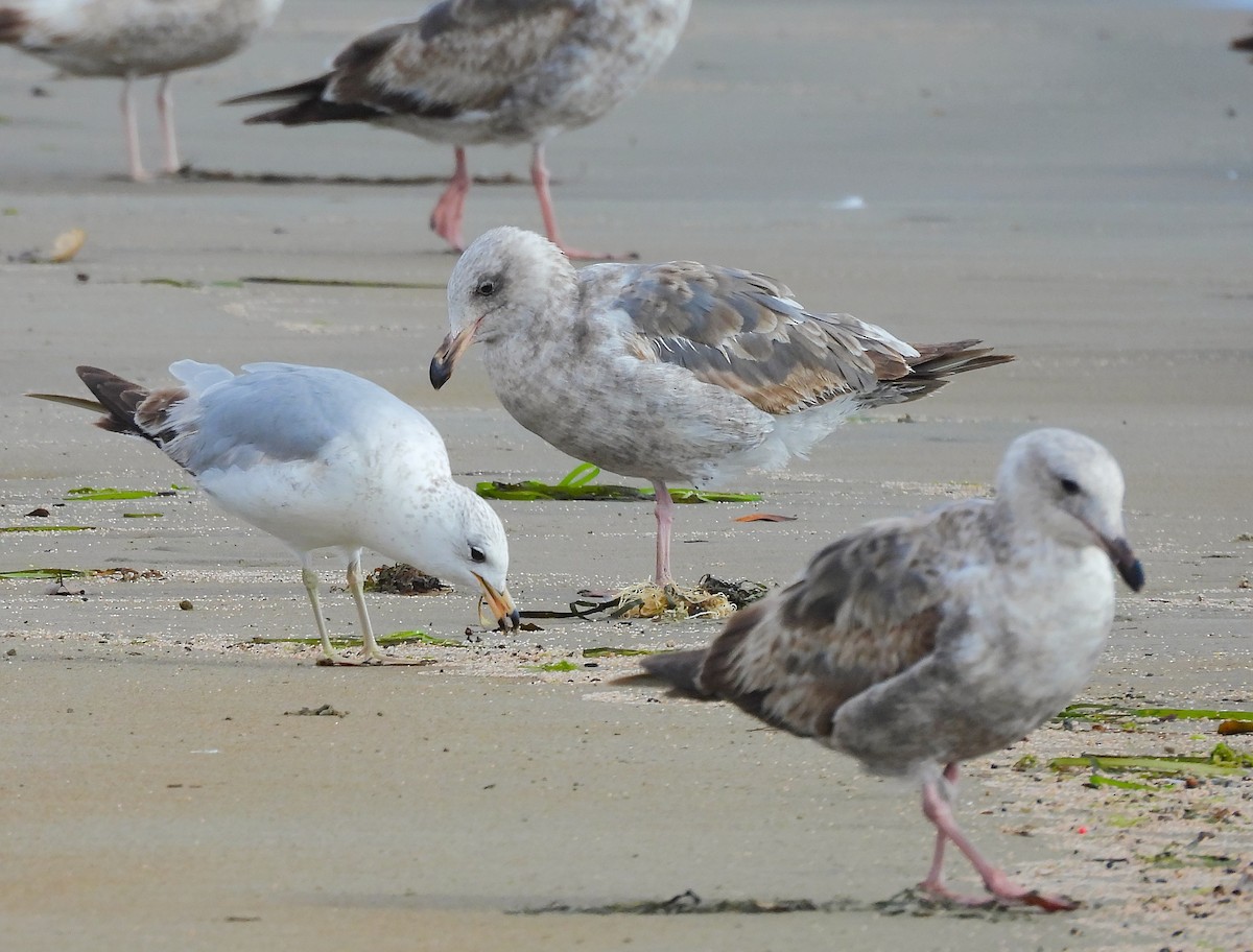 Western Gull - ML641999710