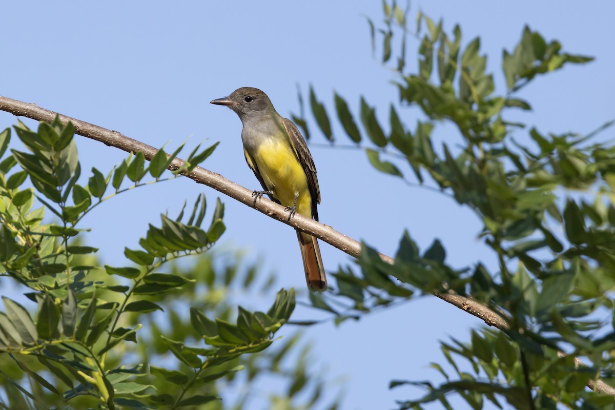 Great Crested Flycatcher - ML641999730